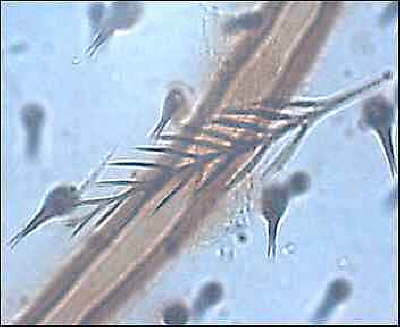 Fl�gel 7
